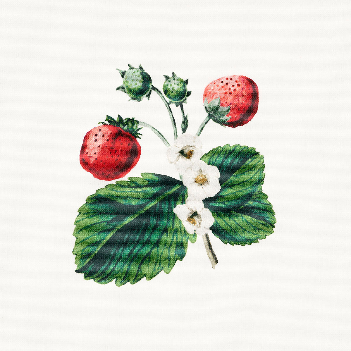 SCHUMACHER JOHNSON HARTIG STRAWBERRY HILL PRINTS PRINTS WHITE - 180640