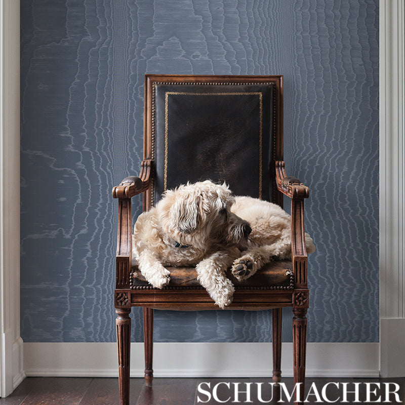 Cream fluffy dog lounging on a dark wood armchair with black leather back and gold trim, against blue wallpaper.