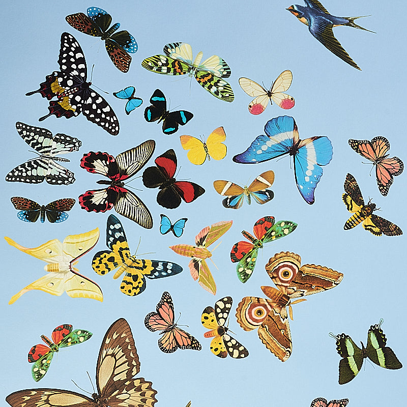 Vibrant collage of assorted butterflies and a hummingbird on a bright blue sky background.