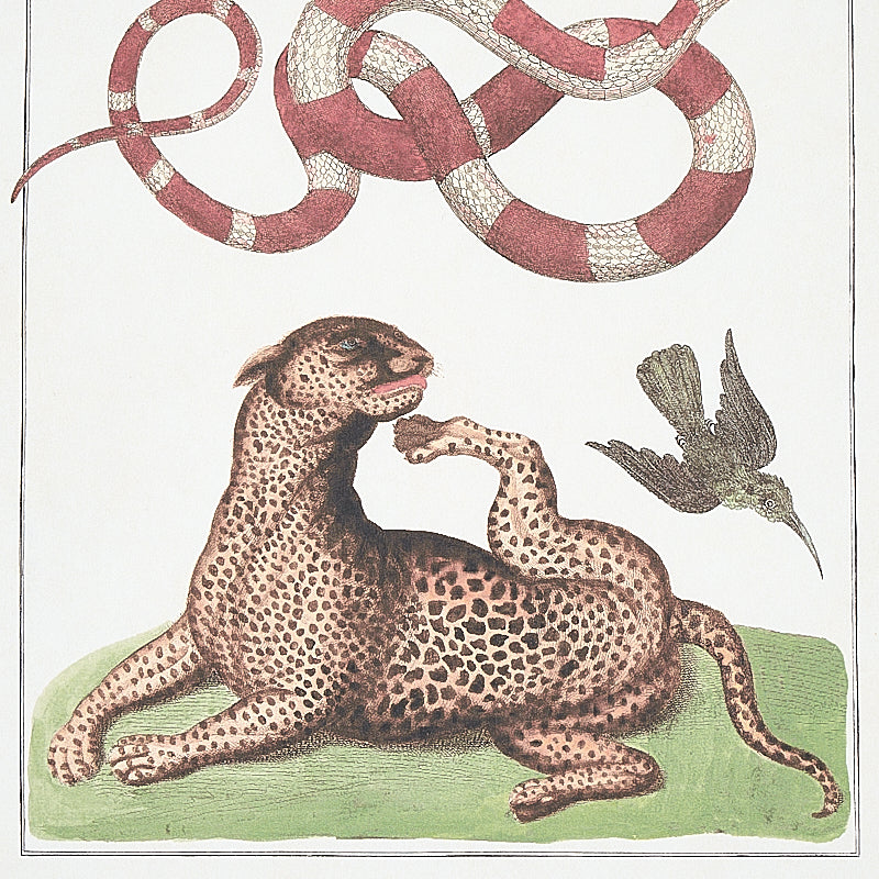 SCHUMACHER SIGNATURE SCHUMACHER BAUHIN DOCUMENT MULTI - 5012090