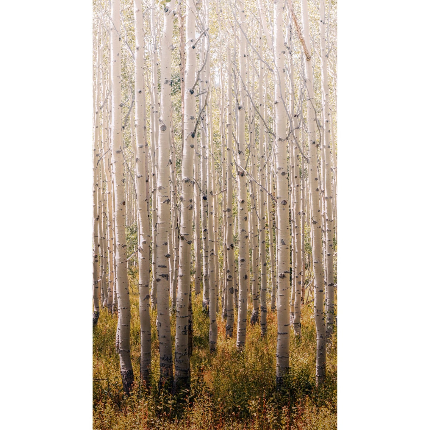 GALERIE WALLCOVERINGS Orom II Trees, all-over Gold - A42601