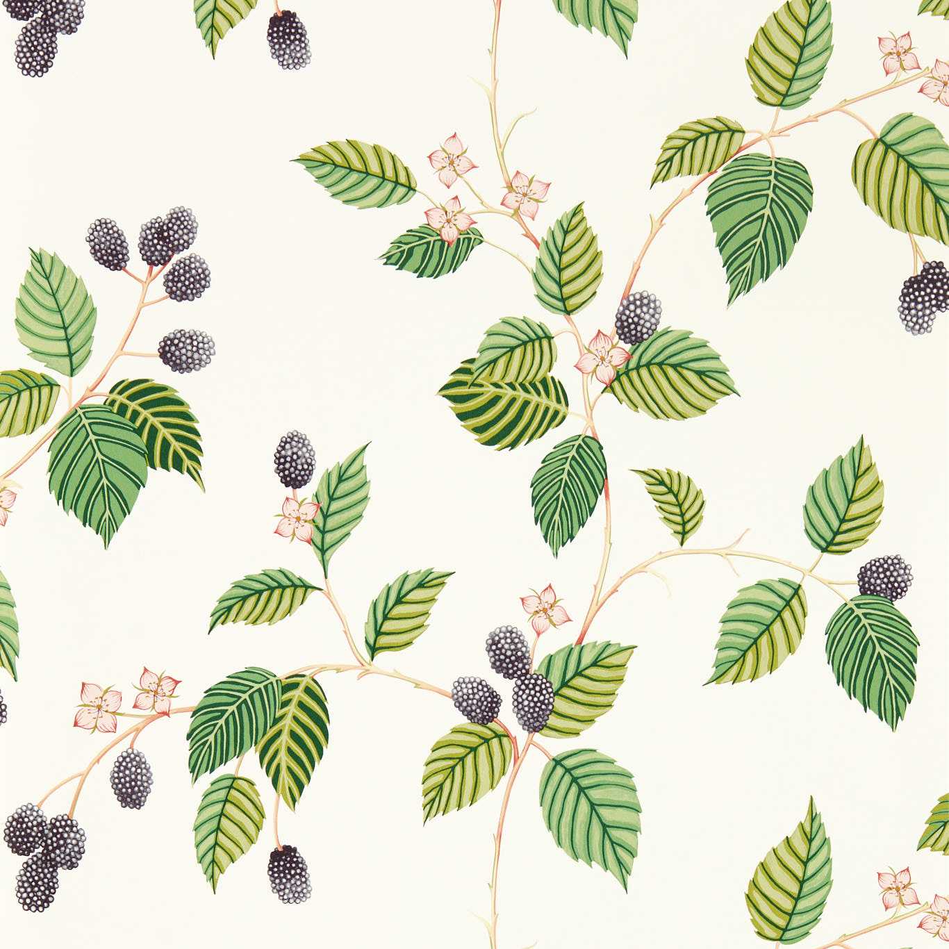 SANDERSON Rubus Wallpaper Leaves , Trees Blackberry Gravure Printed Wallpaper - DABW217227