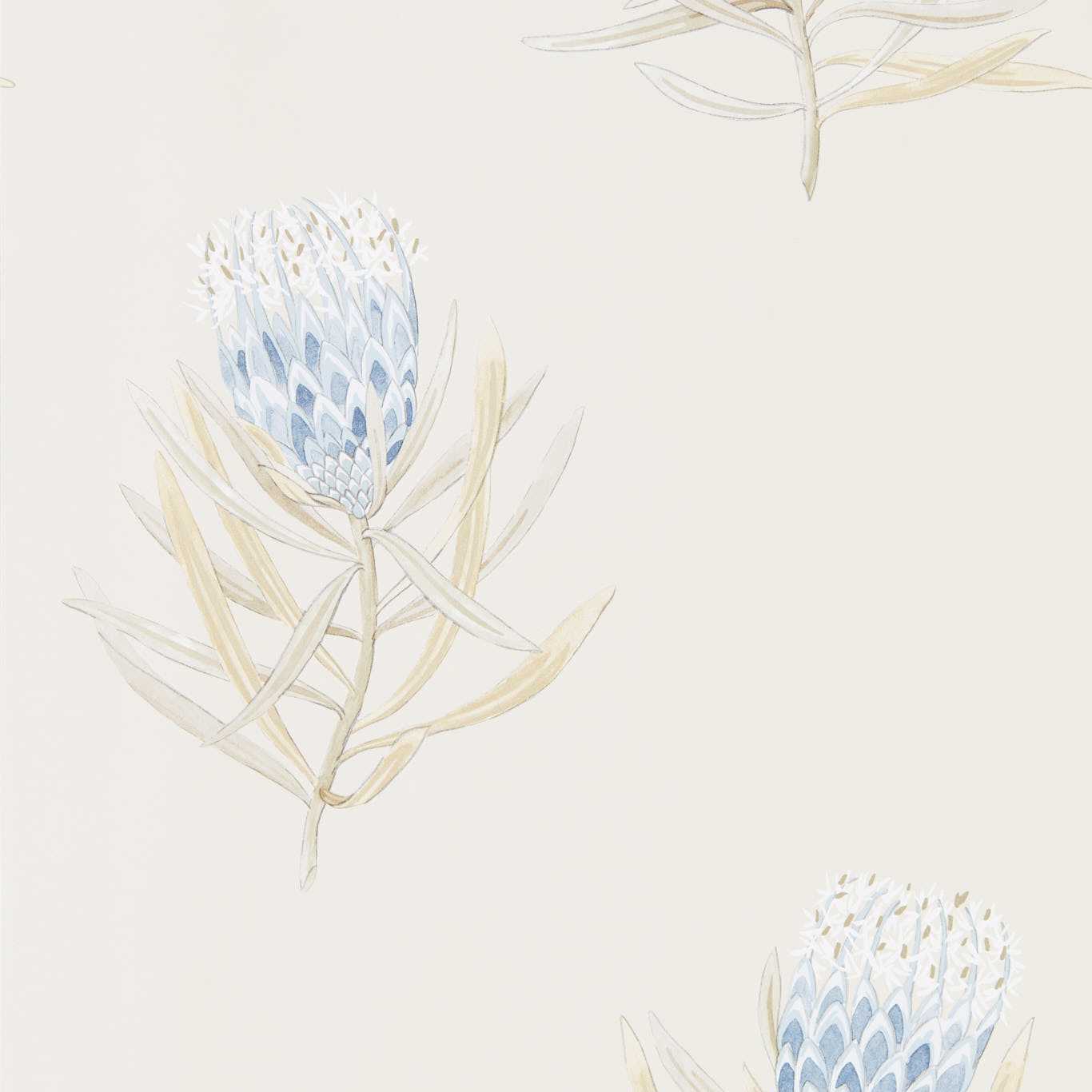 SANDERSON Protea Flower Wallpaper Contemporary, Floral China Blue,Canvas Gravure Printed Wallpaper - DART216327