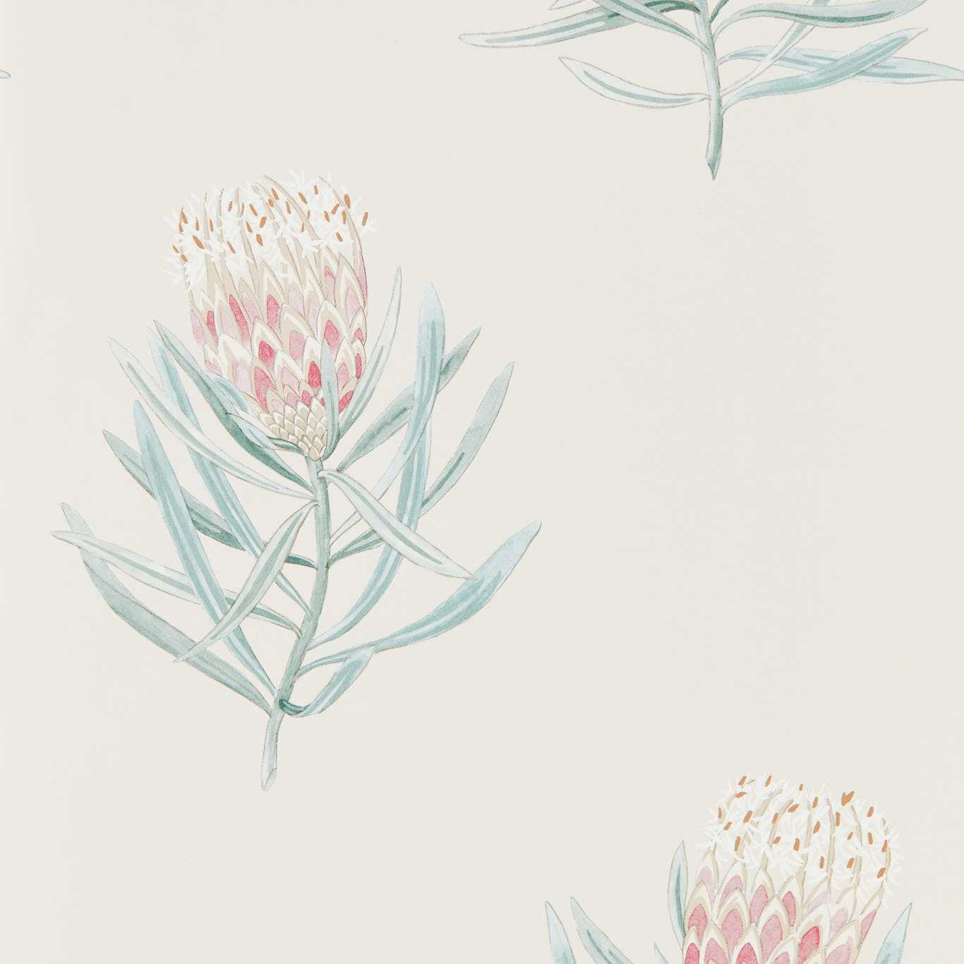 SANDERSON Protea Flower Wallpaper Contemporary, Floral Porcelain,Blush Gravure Printed Wallpaper - DART216330