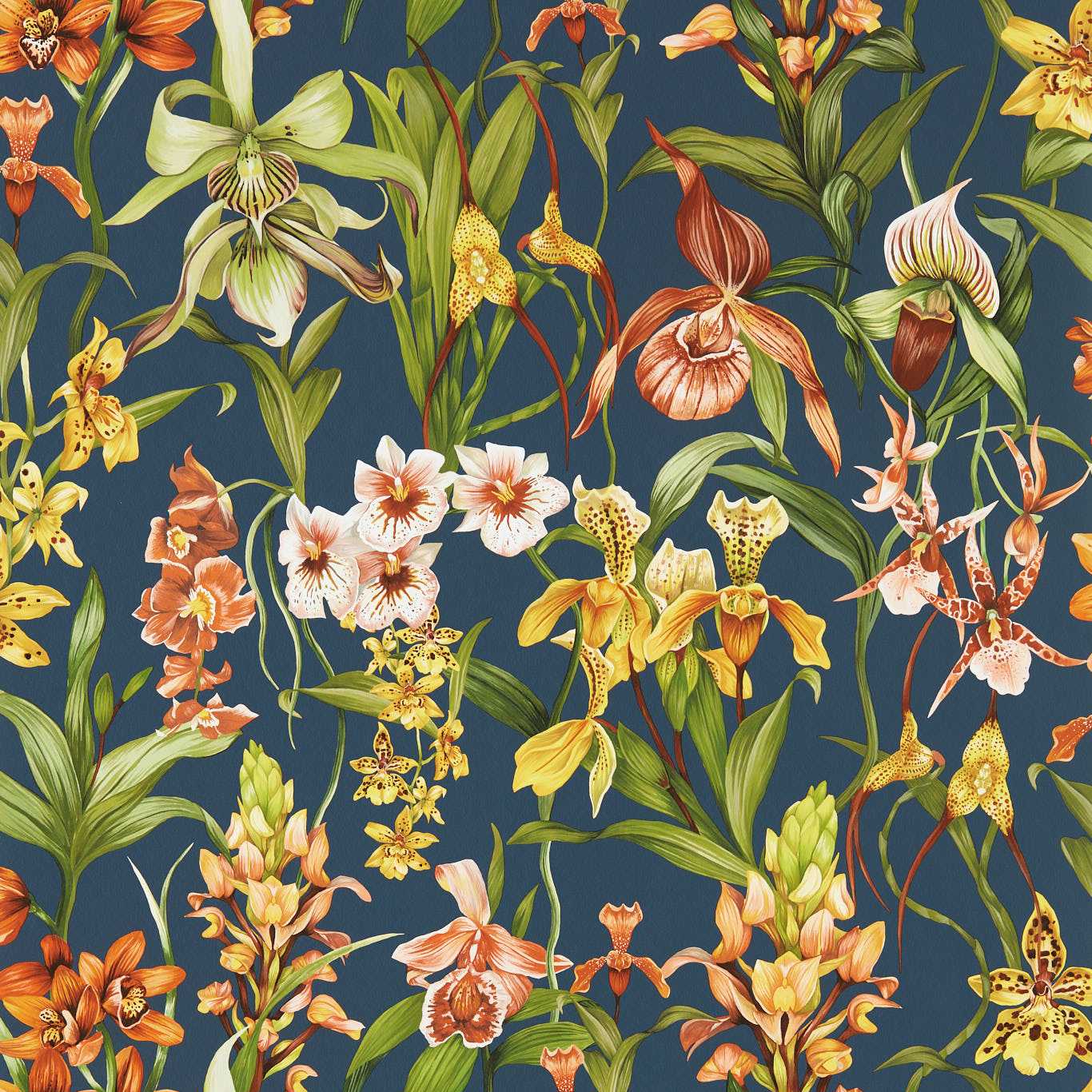 Dark blue wallpaper with vivid orchid blooms in orange, yellow and white amid green leaves.