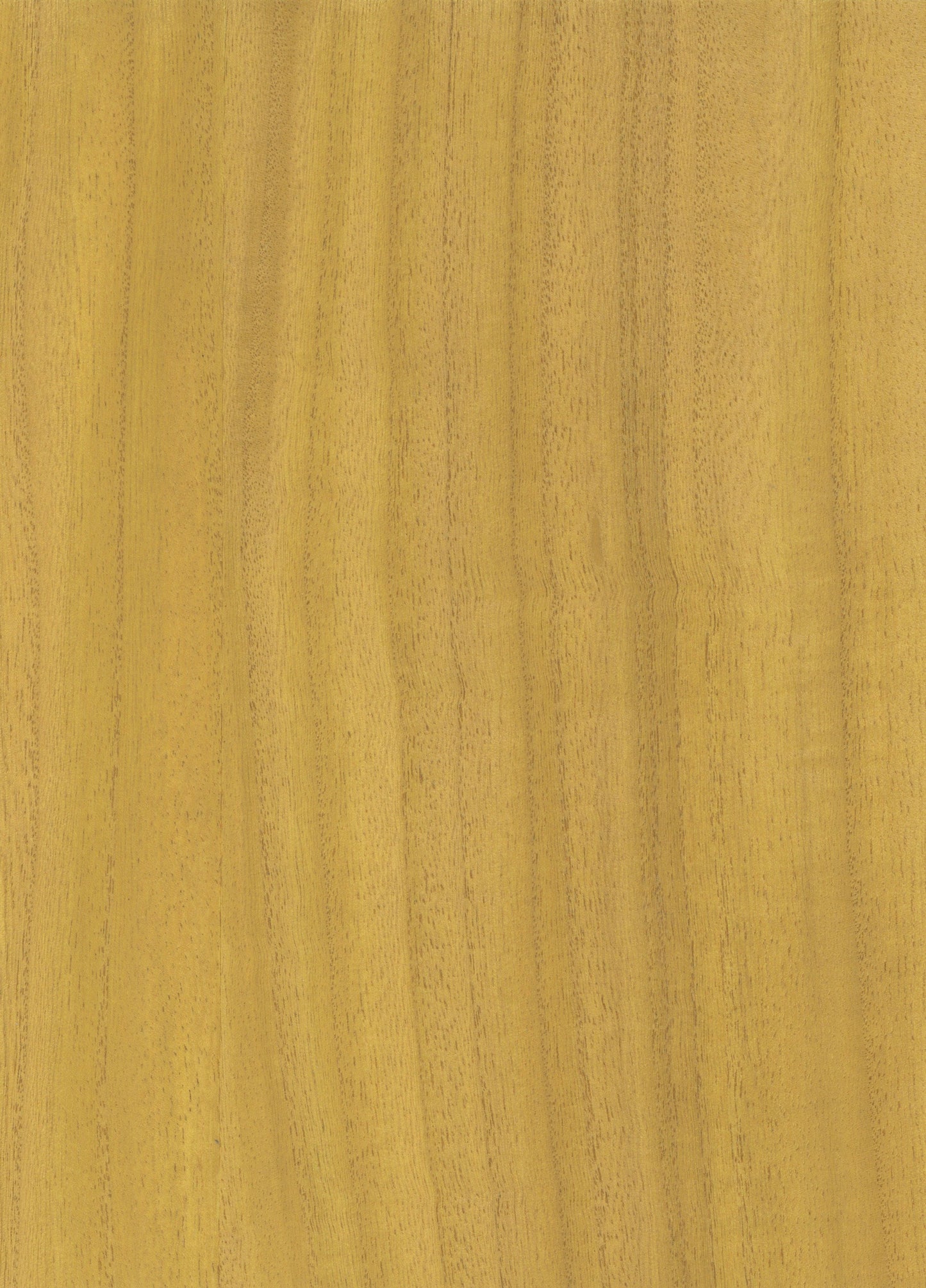 Golden honey oak wood grain veneer panel with vertical stripes, ideal for furniture or cabinetry.