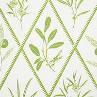 SCHUMACHER  CHARLAP HYMAN & HERRERO ENDIMIONE   Leaf   - 177641