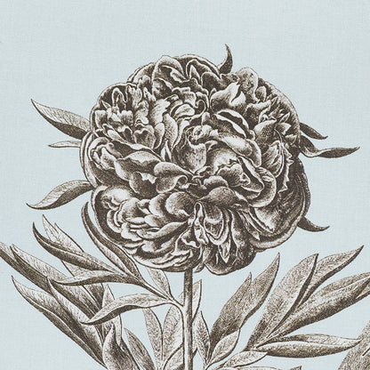 Brown botanical illustration of a peony with leaves, engraved style on pale blue background.
