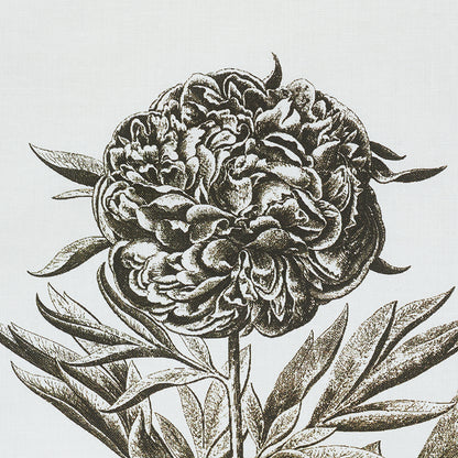 SCHUMACHER  SCHUMACHER CLASSICS CABOT BOTANICAL PRINTS PRINTS IVORY   - 178751