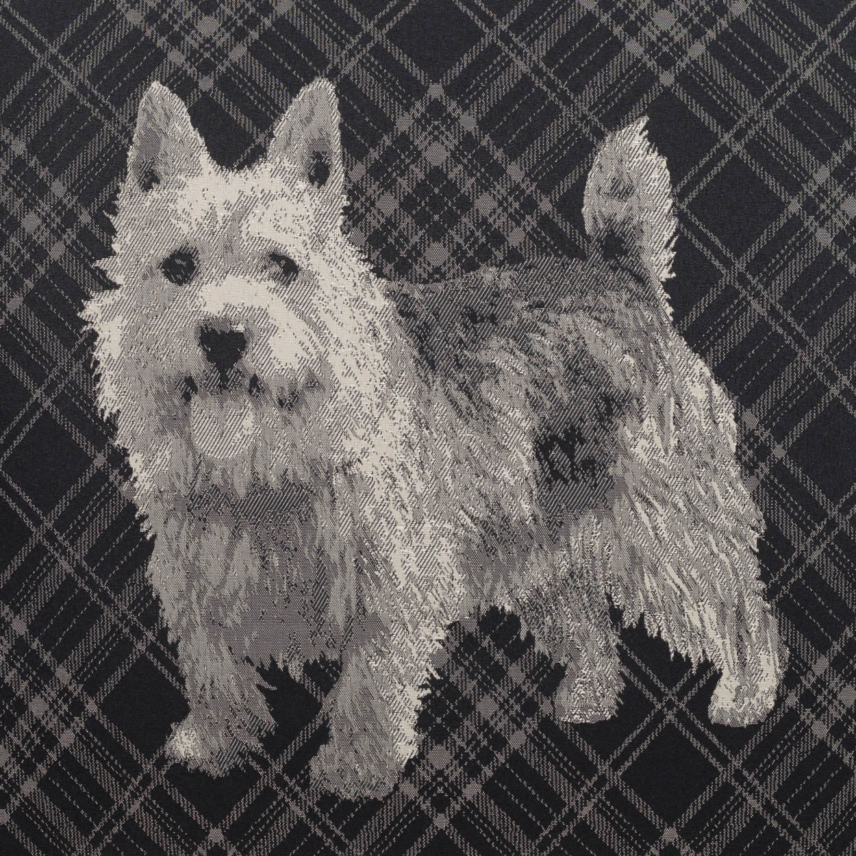 White fluffy West Highland Terrier standing on dark plaid fabric backdrop, tongue visible.