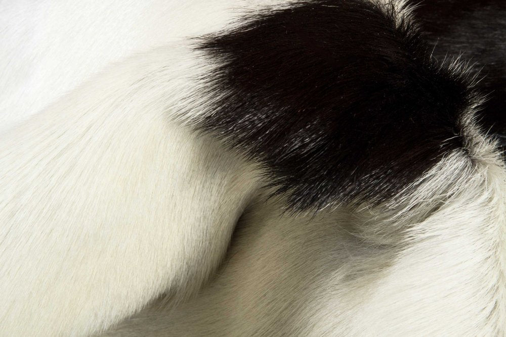 2' X 3' Black And White Cowhide Cowhide Print Hand Woven Area Rug