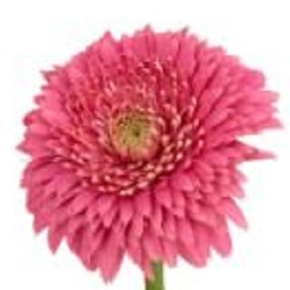 6" Clear Square Crystal Glass Table Vase