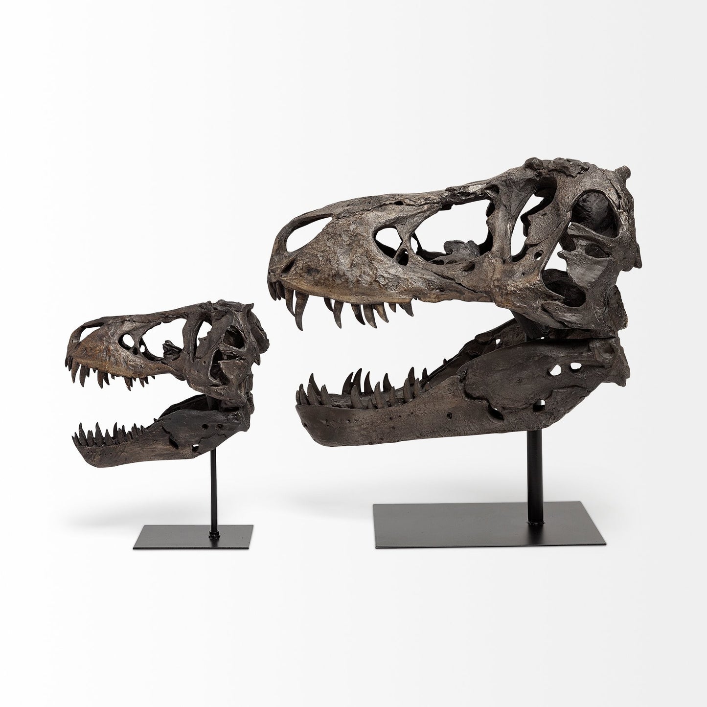 Authentic Replica T Rex Skull Sculpture