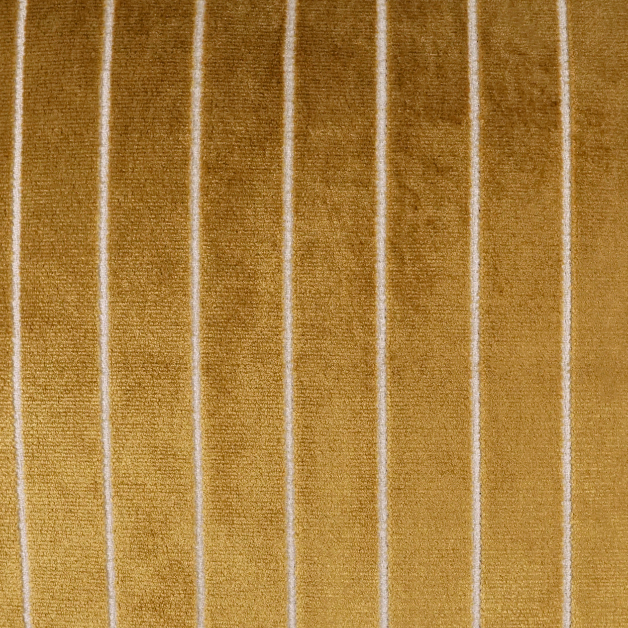 Gold velvet fabric with white vertical pinstripes, plush texture ideal for upholstery or curtains.