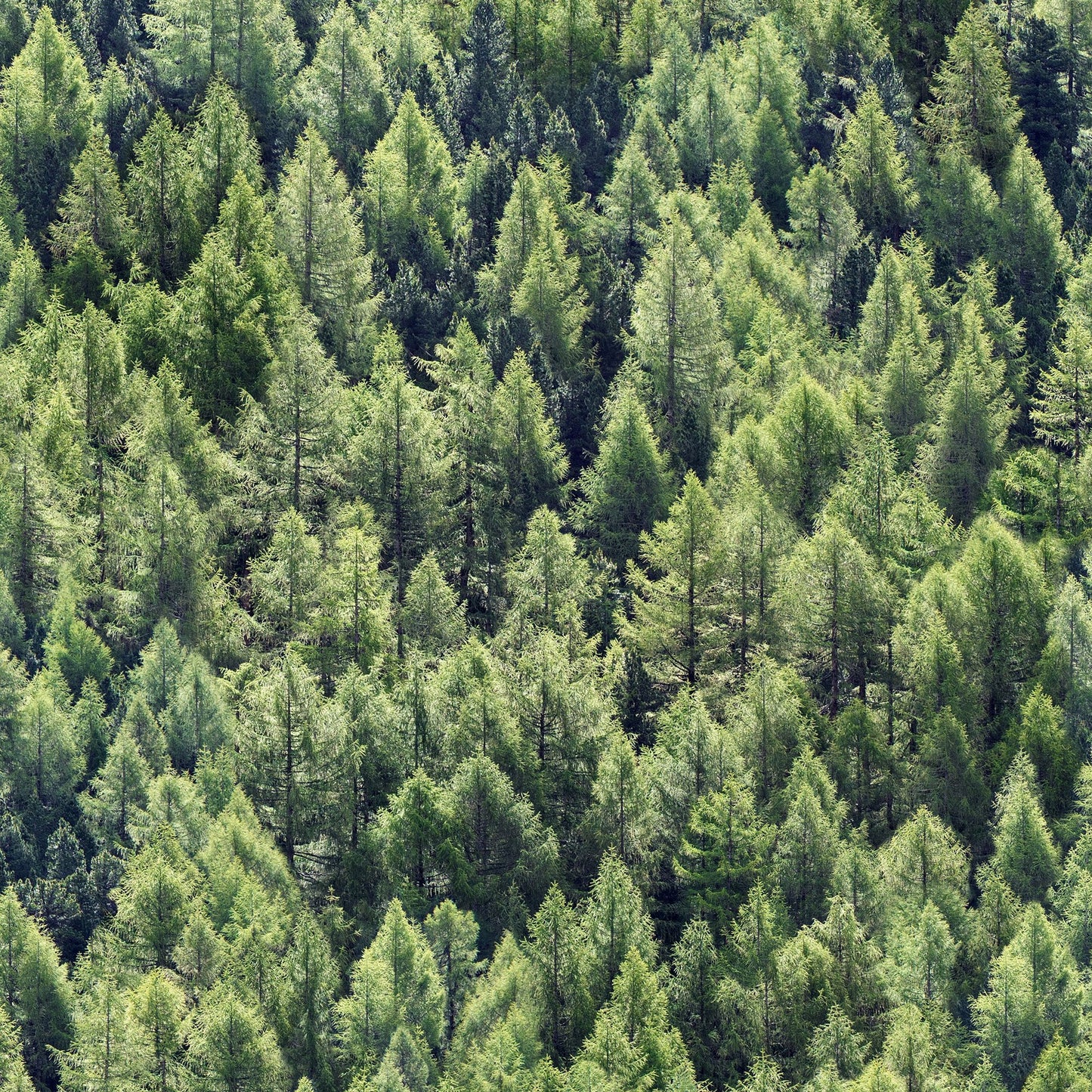 GALERIE WALLCOVERINGS The Woods and Wicker    Green   - 45730