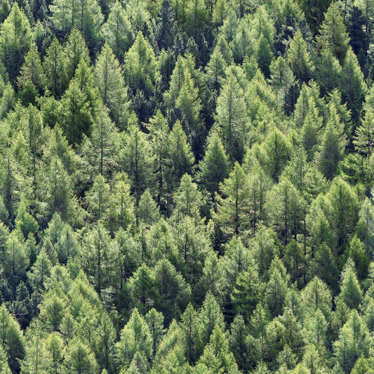 GALERIE WALLCOVERINGS The Woods and Wicker    Green   - 45730