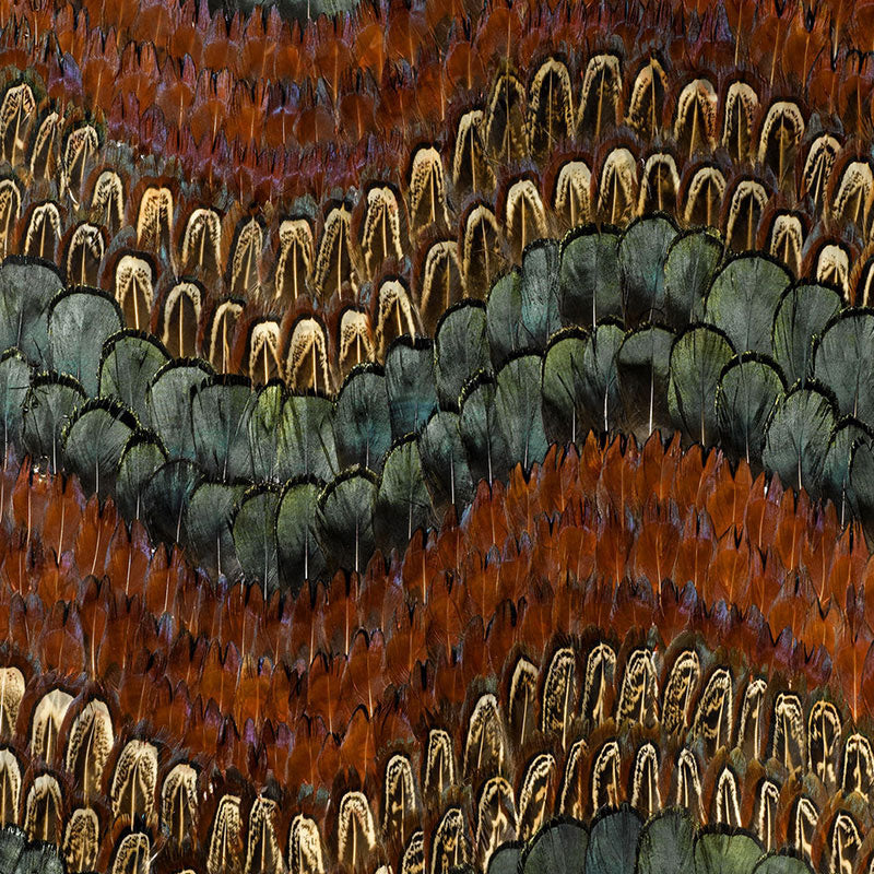 Close-up of overlapping feather-like scales in brown, teal, and olive with gold edges.