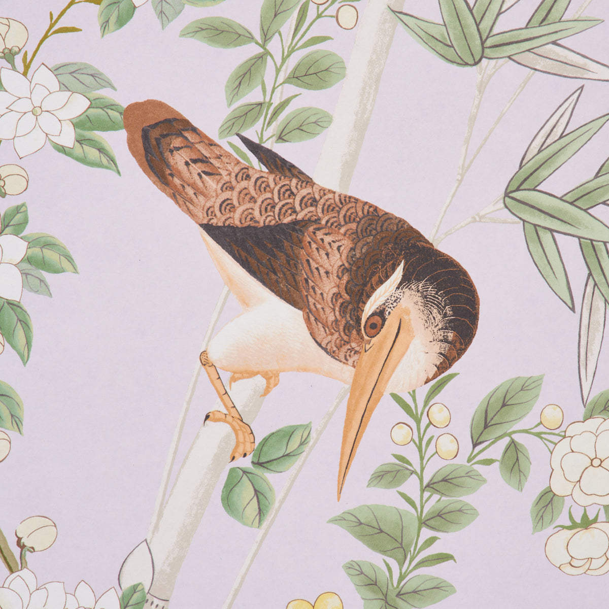 Vintage botanical illustration of a brown bird with orange beak perched on a branch among green leaves and white flowers.