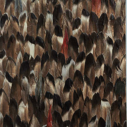 SCHUMACHER  PLUME AVERLITE   BLACK SMOKE   - 5008383