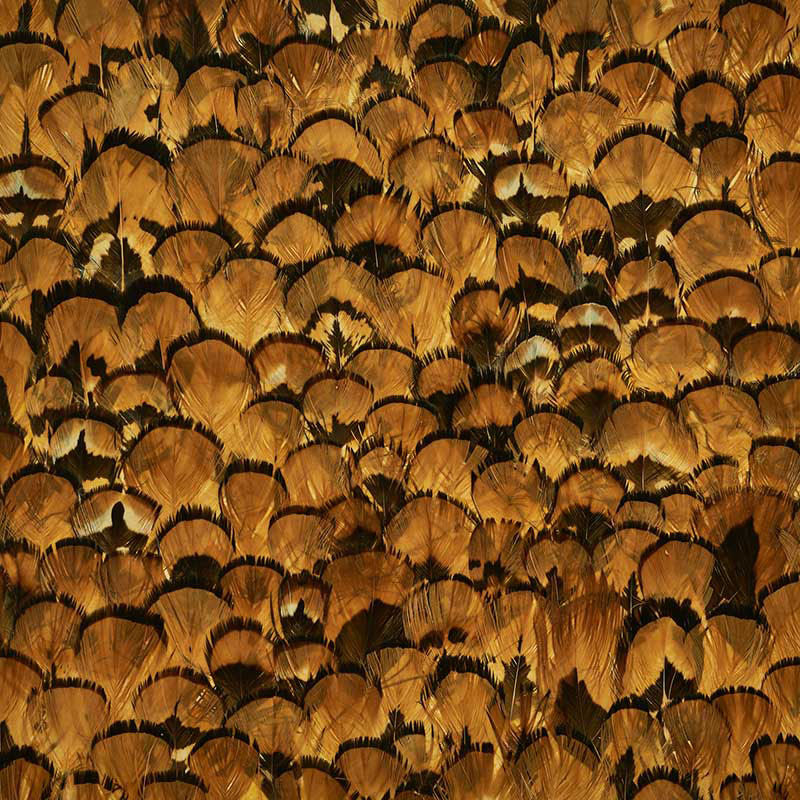 SCHUMACHER  PLUME LIMONITE   APRICOT   - 5008392