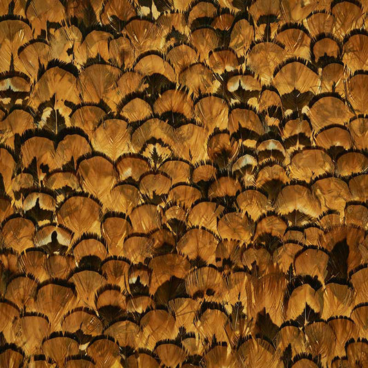 SCHUMACHER  PLUME LIMONITE   APRICOT   - 5008392