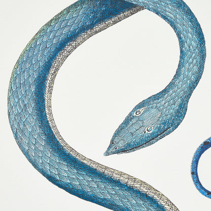 SCHUMACHER WALLCOVERING  CHARLAP HYMAN & HERRERO GIOVE   EMERALD & SAPPHIRE   - 5009460