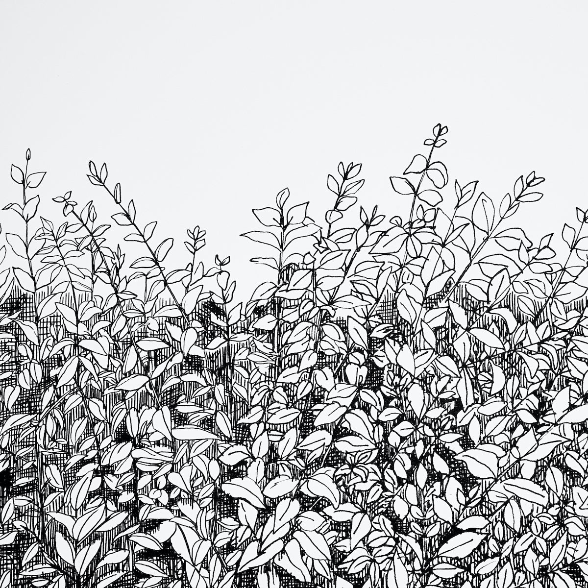 Monochrome ink line drawing of dense shrubbery with oval leaves and tall stems.
