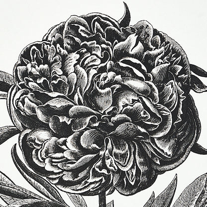 SCHUMACHER  SIGNATURE SCHUMACHER CABOT BOTANICAL LARGE   IVORY   - 5010640