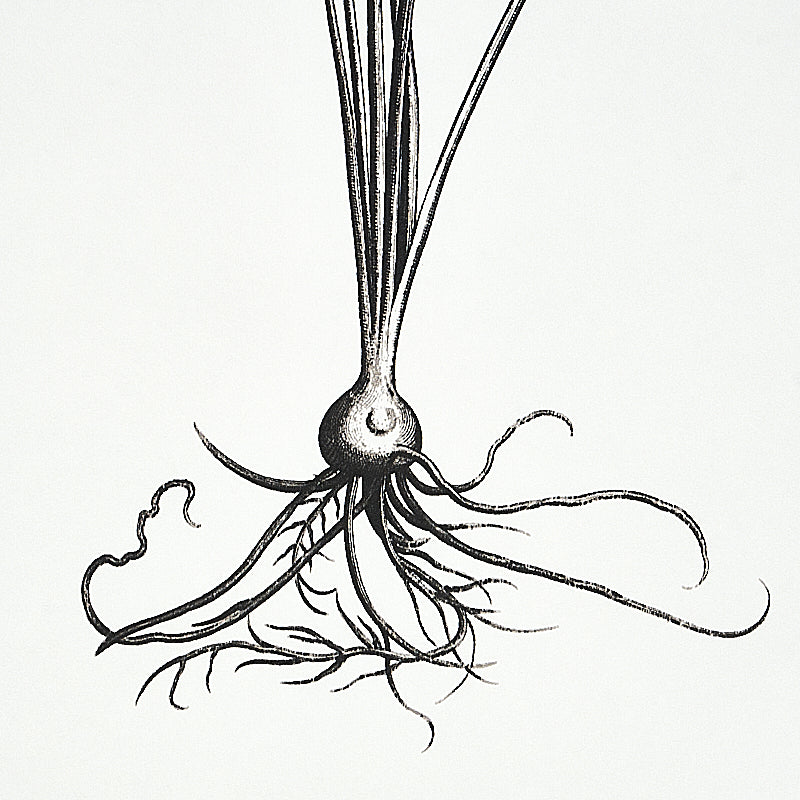 SCHUMACHER  SIGNATURE SCHUMACHER CABOT BOTANICAL LARGE   IVORY   - 5010640