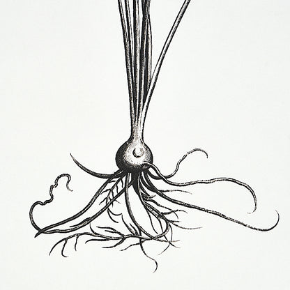 SCHUMACHER  SIGNATURE SCHUMACHER CABOT BOTANICAL LARGE   IVORY   - 5010640