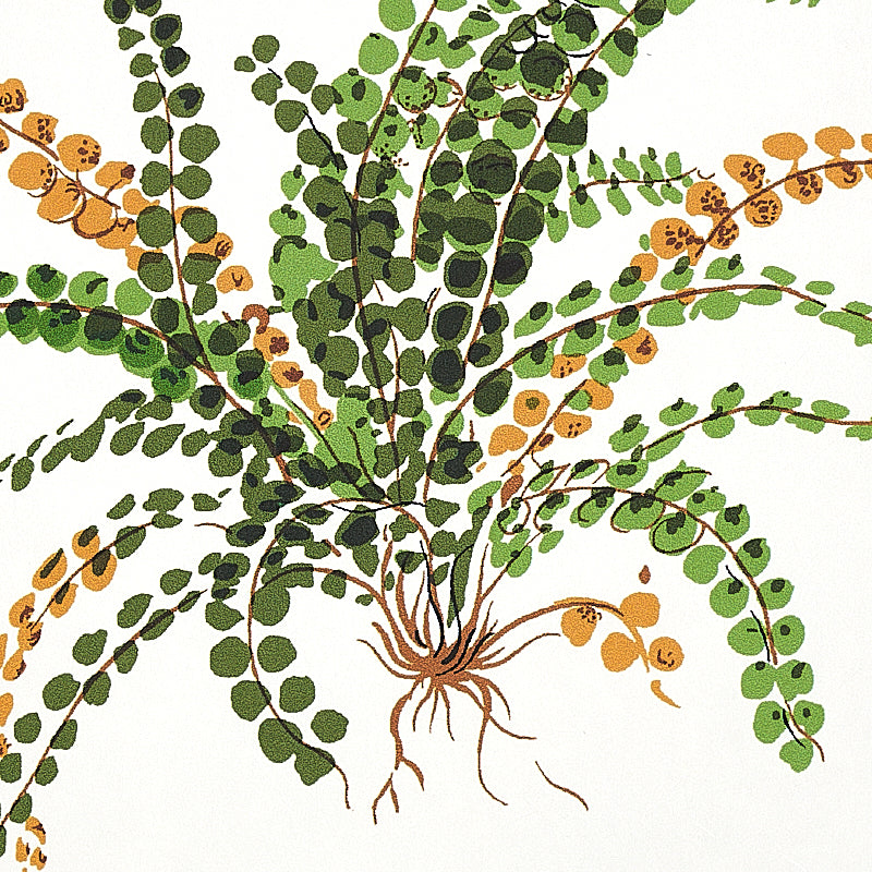 Botanical illustration of a trailing plant with arching stems, round green leaves, orange accents, and exposed roots.