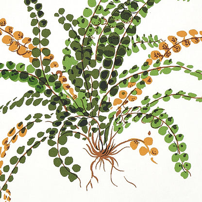 Botanical illustration of a trailing plant with arching stems, round green leaves, orange accents, and exposed roots.