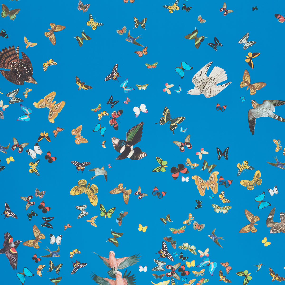 Bright blue background with a scattered multicolored butterfly print in various sizes.