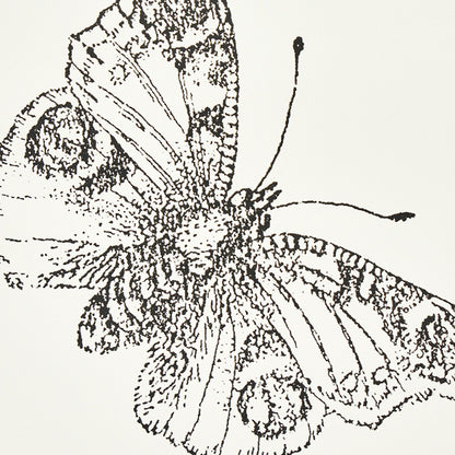 SCHUMACHER  MISTERIOSO BURNELL BUTTERFLY   IVORY   - 5011740