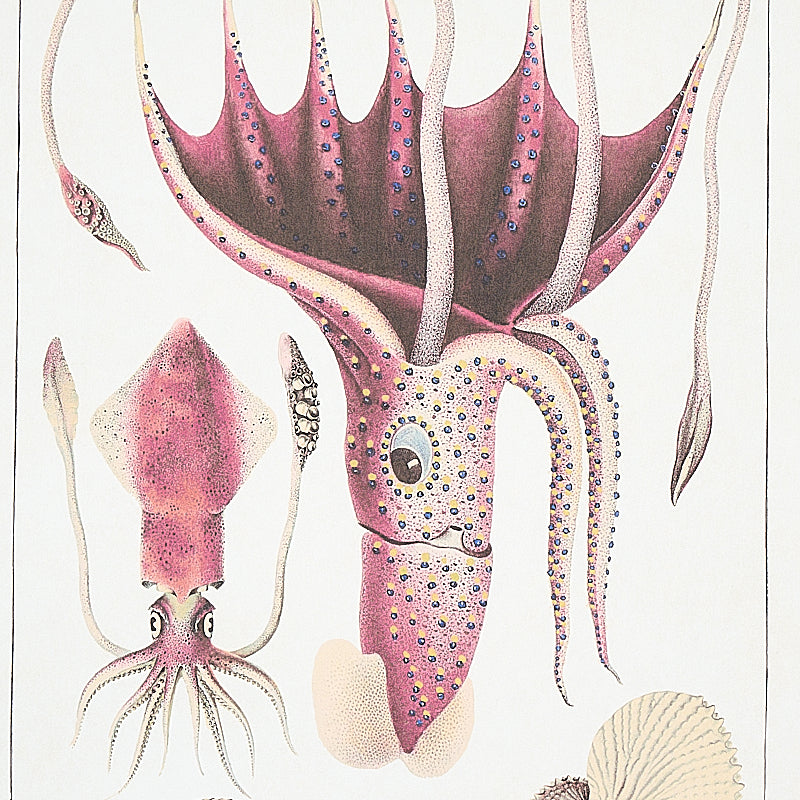 SCHUMACHER  SIGNATURE SCHUMACHER BAUHIN   DOCUMENT MULTI   - 5012090