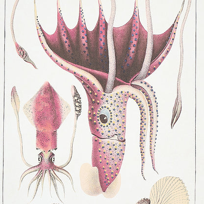 SCHUMACHER  SIGNATURE SCHUMACHER BAUHIN   DOCUMENT MULTI   - 5012090