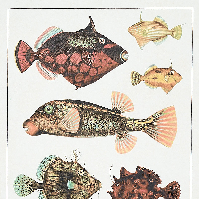 SCHUMACHER  SIGNATURE SCHUMACHER BAUHIN   DOCUMENT MULTI   - 5012090