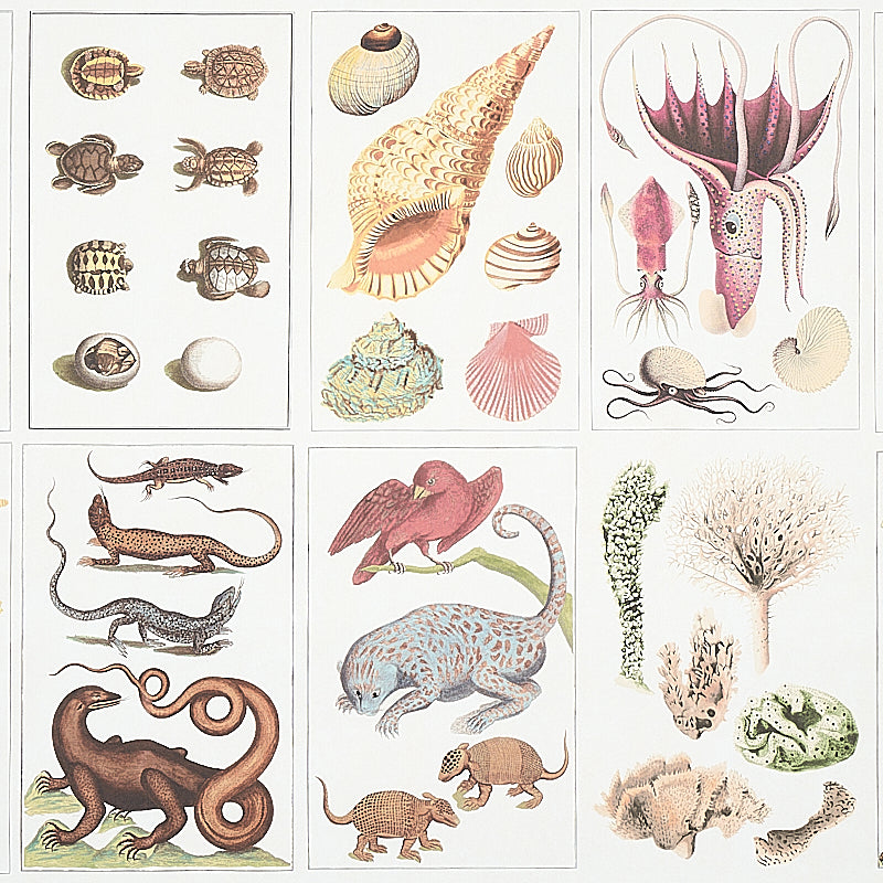 SCHUMACHER  SIGNATURE SCHUMACHER BAUHIN   DOCUMENT MULTI   - 5012090