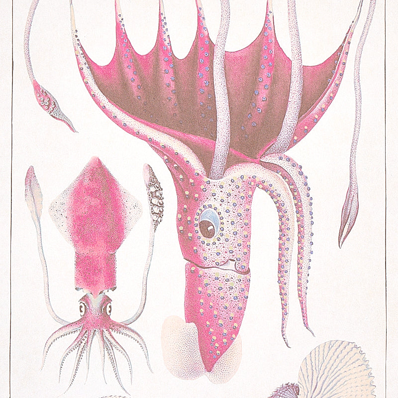 SCHUMACHER  SIGNATURE SCHUMACHER BAUHIN   SOFT MULTI   - 5012091