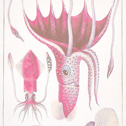 SCHUMACHER  SIGNATURE SCHUMACHER BAUHIN   SOFT MULTI   - 5012091