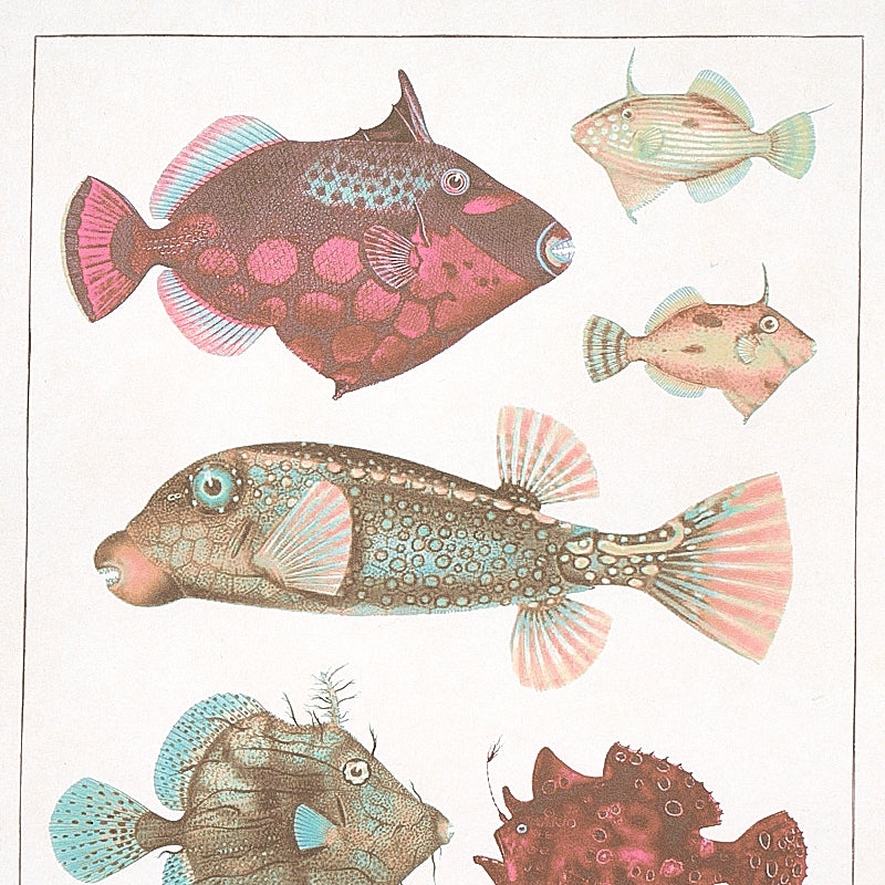 SCHUMACHER  SIGNATURE SCHUMACHER BAUHIN   SOFT MULTI   - 5012091