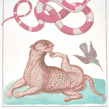 SCHUMACHER  SIGNATURE SCHUMACHER BAUHIN   SOFT MULTI   - 5012091