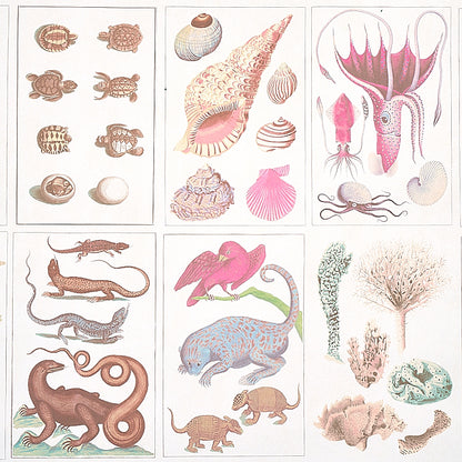 SCHUMACHER  SIGNATURE SCHUMACHER BAUHIN   SOFT MULTI   - 5012091