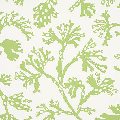 SCHUMACHER  SIGNATURE SCHUMACHER ANTHOZA   Green   - 5012131