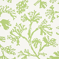 SCHUMACHER  SIGNATURE SCHUMACHER ANTHOZA   Green   - 5012131