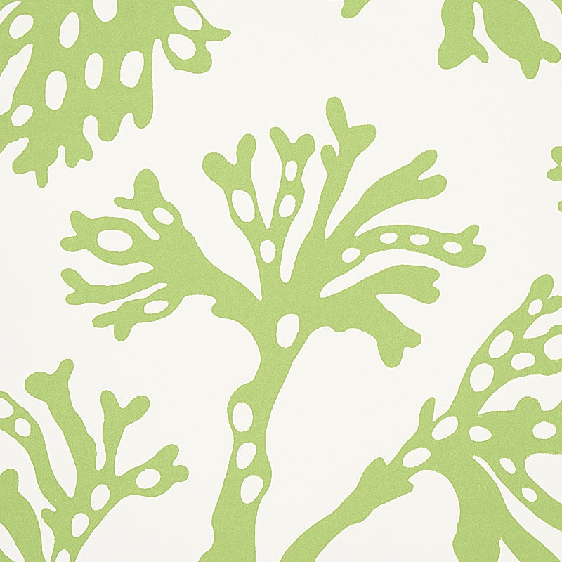 SCHUMACHER  SIGNATURE SCHUMACHER ANTHOZA   Green   - 5012131