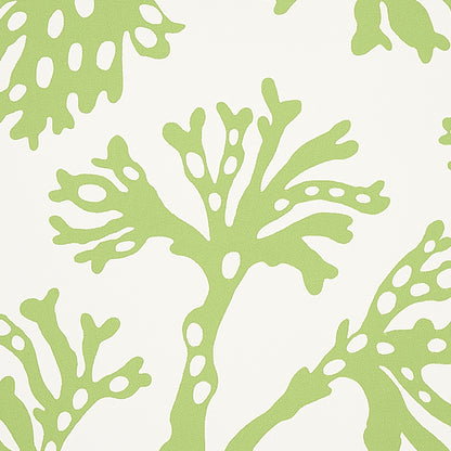 SCHUMACHER  SIGNATURE SCHUMACHER ANTHOZA   Green   - 5012131
