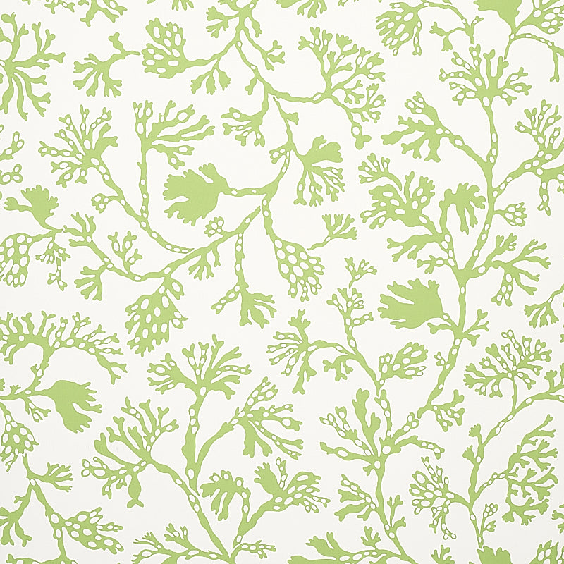 SCHUMACHER  SIGNATURE SCHUMACHER ANTHOZA   Green   - 5012131