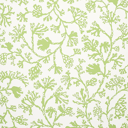 SCHUMACHER  SIGNATURE SCHUMACHER ANTHOZA   Green   - 5012131
