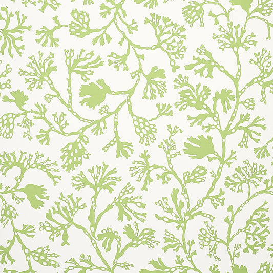 SCHUMACHER  SIGNATURE SCHUMACHER ANTHOZA   Green   - 5012131